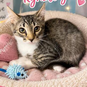 Kynzleigh -  Tabby and Domestic Short Hair Cat for Adoption in Antioch, California - Kynzleigh | PetCurious