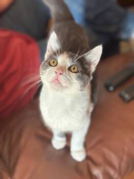 Domestic Short Hair Cats Available for Adoption - Cupcake & Chip | PetCurious