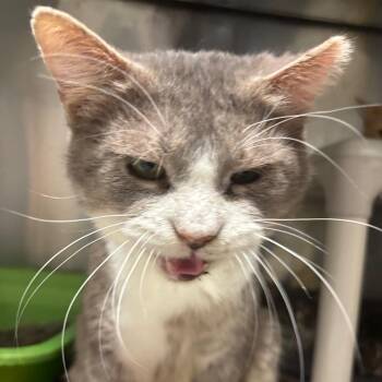 Domestic Short Hair Cats Available for Adoption - Gordon | PetCurious
