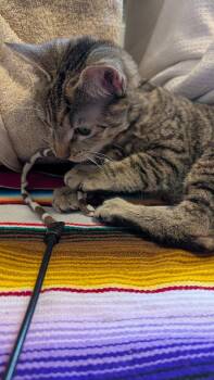 Dawn (CH) -  Domestic Short Hair Cat for Adoption in Wheaton, Illinois - Dawn (CH) | PetCurious