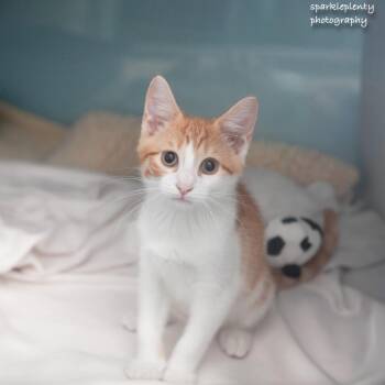 Gilligan -  Domestic Short Hair Cat for Adoption in Ridgefield, Connecticut - Gilligan | PetCurious