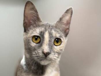 Domestic Short Hair Cats Available for Adoption - Princess Peach | PetCurious