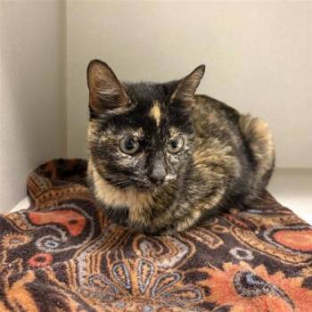 Domestic Short Hair Cats Available for Adoption - Calipso | PetCurious