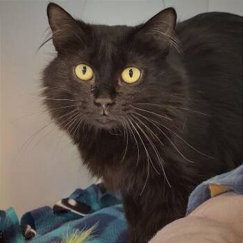 Briar -  Domestic Medium Hair Cat for Adoption in Cumming, Georgia - Briar | PetCurious