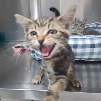 Djinn -  Domestic Short Hair Cat for Adoption in Russellville, Kentucky - Djinn | PetCurious