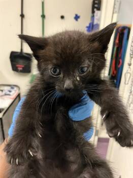 OOGIE BOOGIE -  Domestic Short Hair Cat for Adoption in Long Beach, California - OOGIE BOOGIE | PetCurious