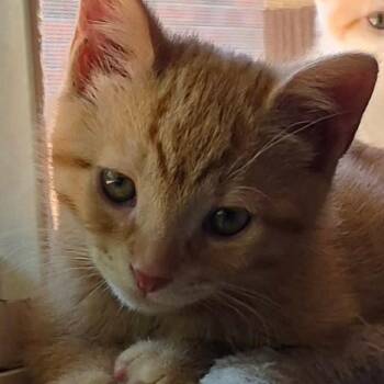 Jasper - Curious & Sweet -  Domestic Short Hair Cat for Adoption in Hamilton, Ontario - Jasper - Curious & Sweet | PetCurious