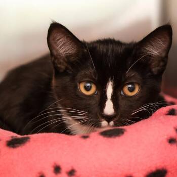 Domestic Short Hair Cats Available for Adoption - Carly | PetCurious