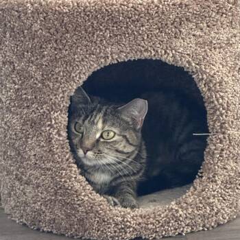 Eliza -  Domestic Short Hair Cat for Adoption in Fairfax Station, Virginia - Eliza | PetCurious
