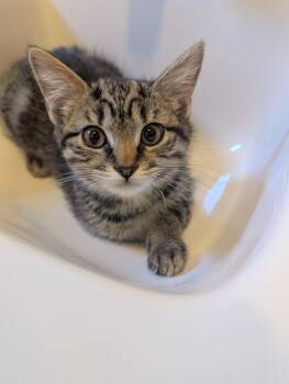 Gigi (shy four month old needs TLC) -  Domestic Short Hair Cat for Adoption in Hanson, Massachusetts - Gigi (shy Four Month Old Needs TLC) | PetCurious