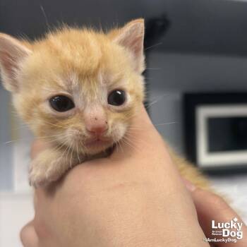 Domestic Short Hair Cats Available for Adoption in Washington, District Of Columbia - Holly | PetCurious