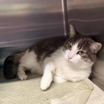Mitzi -  Domestic Short Hair Cat for Adoption in Spokane, Washington - Mitzi | PetCurious