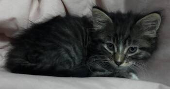 Poo #4 (Socks) -  Domestic Short Hair Cat Available for Adoption in Fremont, Nebraska - Poo #4 (Socks) | PetCurious