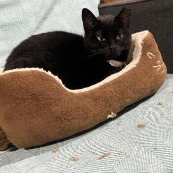 Domestic Short Hair Cats Available for Adoption - Cadence | PetCurious