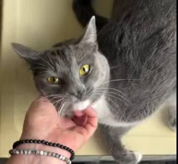 Domestic Short Hair Cats Available for Adoption - Isha @ Fat Cat Books | PetCurious