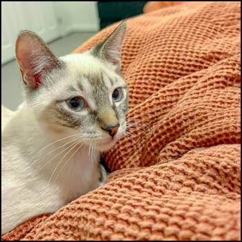 Siamese and Domestic Short Hair Cats Available for Adoption in Roswell, Georgia - Sudachi | PetCurious