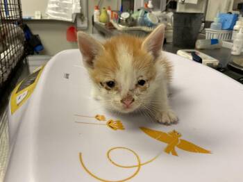 PEACHES - NEEDS A FOSTER -  Domestic Short Hair Cat for Adoption in Ontario, California - PEACHES - NEEDS A FOSTER | PetCurious