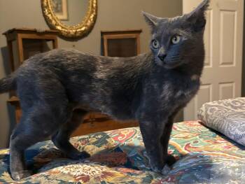 Domestic Short Hair Cats Available for Adoption - Sylvia | PetCurious