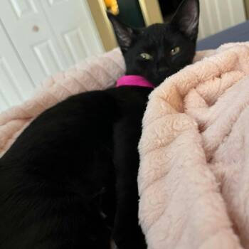 Domestic Short Hair Cats Available for Adoption - Fern | PetCurious