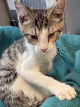 Domestic Short Hair Cats Available for Adoption - Mac | PetCurious