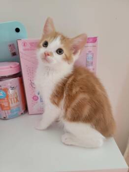SIMEON -  Domestic Short Hair Cat for Adoption in Holbrook, New York - SIMEON | PetCurious