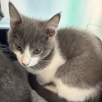 Domestic Short Hair Cats Available for Adoption in League City, Texas - Jett | PetCurious