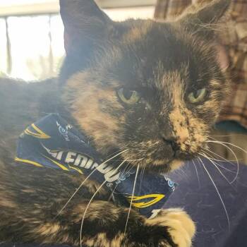 Domestic Short Hair Cats Available for Adoption in Toledo, Ohio - Marla | PetCurious