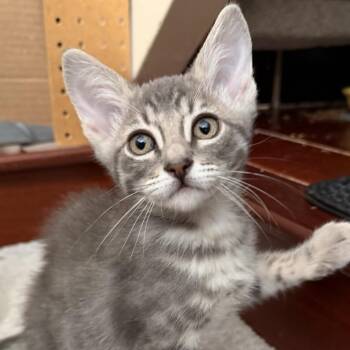 Hulk -  Domestic Short Hair Cat for Adoption in Pleasanton, California - Hulk | PetCurious