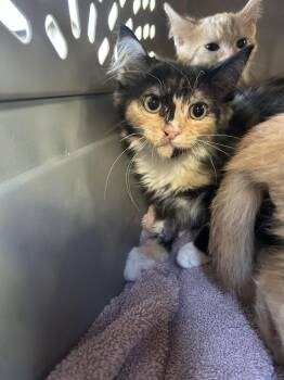 Ziva -  Domestic Medium Hair Cat for Adoption in Ontario, California - Ziva | PetCurious