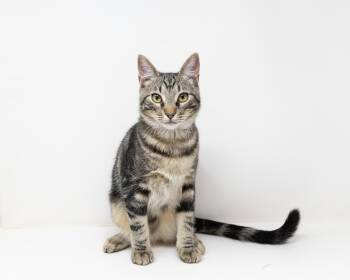 Rescue Tabby Cats for Adoption in Trophy Club, Texas - Fuzz Lightyear | PetCurious