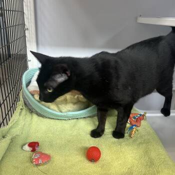 Domestic Short Hair Cats Available for Adoption - Roxy | PetCurious