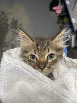 CLYDE -  Domestic Short Hair Cat for Adoption in Tallahassee, Florida - CLYDE | PetCurious
