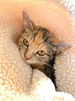 Rescue Domestic Short Hair Cats for Adoption in Houston, Texas - Kensley - Tabico | PetCurious