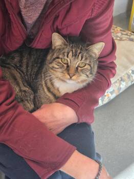 Carl -  Domestic Short Hair Cat for Adoption in Jefferson, Iowa - Carl | PetCurious