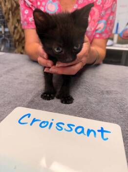 Croissant -  Domestic Short Hair Cat for Adoption in Vancouver, Washington - Croissant | PetCurious