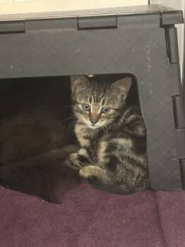 Tomato -  Domestic Short Hair Cat for Adoption in Wichita, Kansas - Tomato | PetCurious