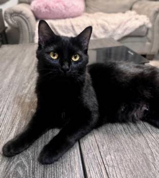 Domestic Medium Hair Cats Available for Adoption in Philadelphia, Pennsylvania - Simone  | PetCurious