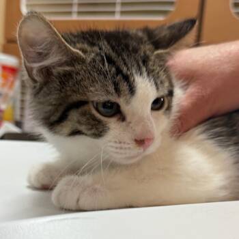 Nugget -  Domestic Short Hair Cat for Adoption in Idaho Falls, Idaho - Nugget | PetCurious
