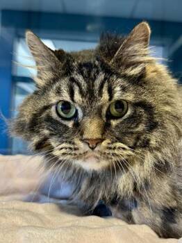 Milo (BONDED) -  Domestic Long Hair Cat for Adoption in Wichita, Kansas - Milo (BONDED) | PetCurious