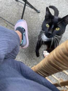Stompy -  American Shorthair Cat for Adoption in New York, New York - Stompy | PetCurious