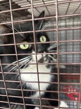 Domestic Short Hair Cats Available for Adoption - PEEP | PetCurious