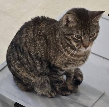 Rescue Domestic Short Hair Cats for Adoption in Henrietta, Texas - Casper | PetCurious