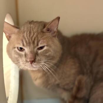 Archie -  American Shorthair Cat for Adoption in South Elgin, Illinois - Archie | PetCurious