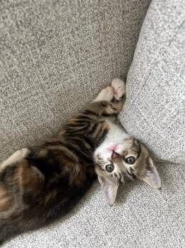 Penny -  Tabby Cat Available for Adoption in Kennewick, Washington - Penny | PetCurious