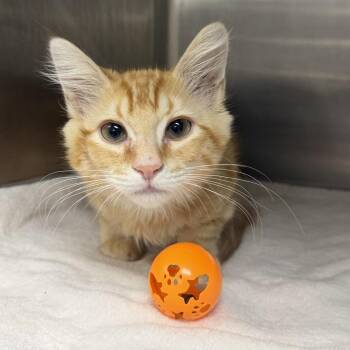 Phoenix -  Domestic Long Hair Cat for Adoption in Tempe, Arizona - Phoenix | PetCurious