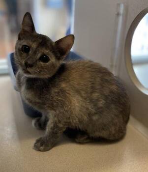 Louise -  Domestic Short Hair Cat for Adoption in Salinas, California - Louise | PetCurious