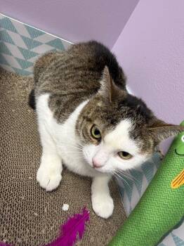Aurora -  Domestic Short Hair Cat for Adoption in New York, New York - Aurora | PetCurious