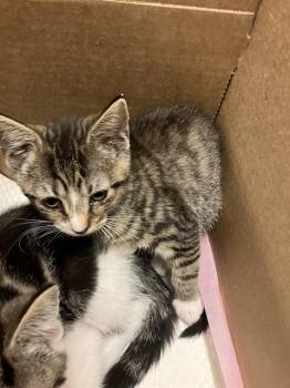 Domestic Short Hair Cats Available for Adoption in Long Beach, California - EAGLE | PetCurious