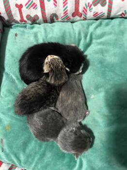 American Shorthair Cats Available for Adoption - Ro | PetCurious