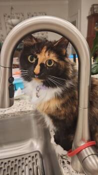 Kalee -  Domestic Medium Hair Cat for Adoption in Marvin, North Carolina - Kalee | PetCurious